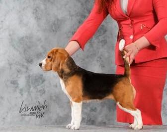 kövér beagle lefogy