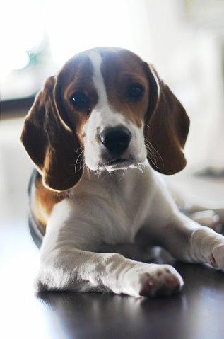 súlycsökkenés a beagles esetében egészséges módon fogyni természetesen