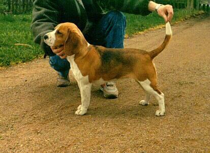 Hogyan lehet, hogy a beagle lefogyjon