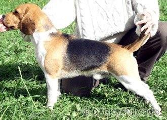 hogyan lehet, hogy a beagle lefogyjon