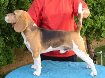 súlycsökkenés a beagles esetében hogyan lehet 22 kg-ot fogyni