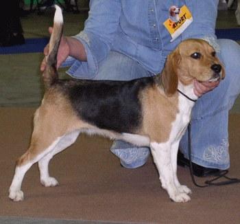 súlycsökkenés a beagles esetében)